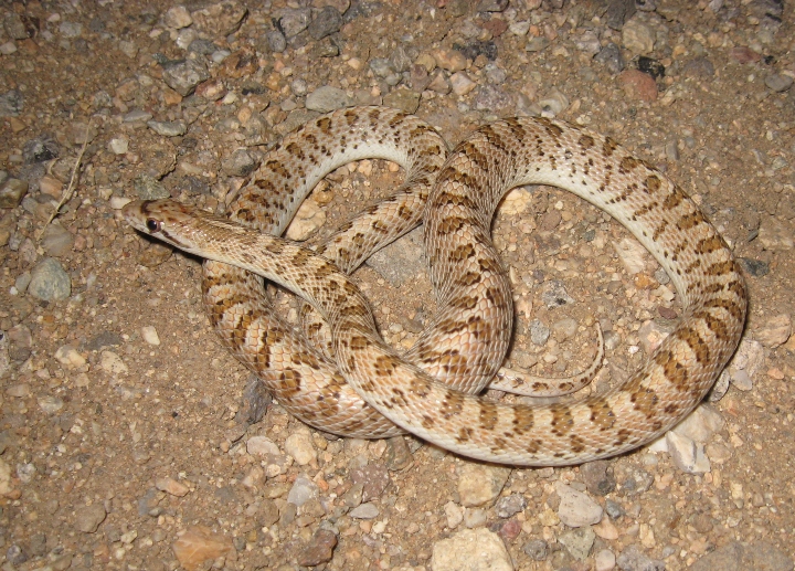 Glossy Snake